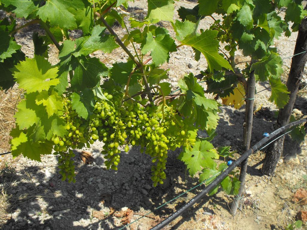 Agriturismoeloropizzuta Lido di Noto Kültér fotó